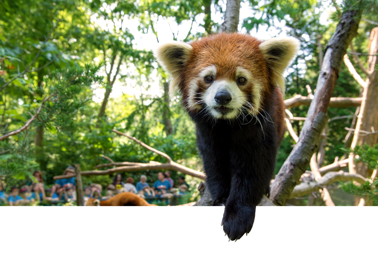 Red Panda walking out of the frame